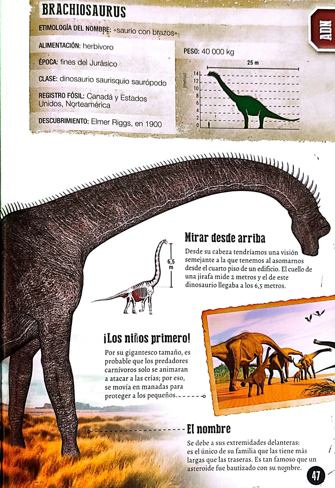 Libro Enciclopedia De Los Dinosaurios