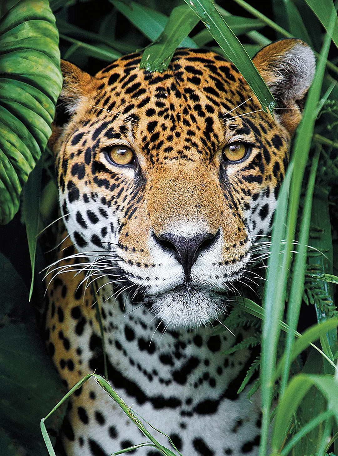 Rompecabezas 500 Piezas Jaguar En La Jungla