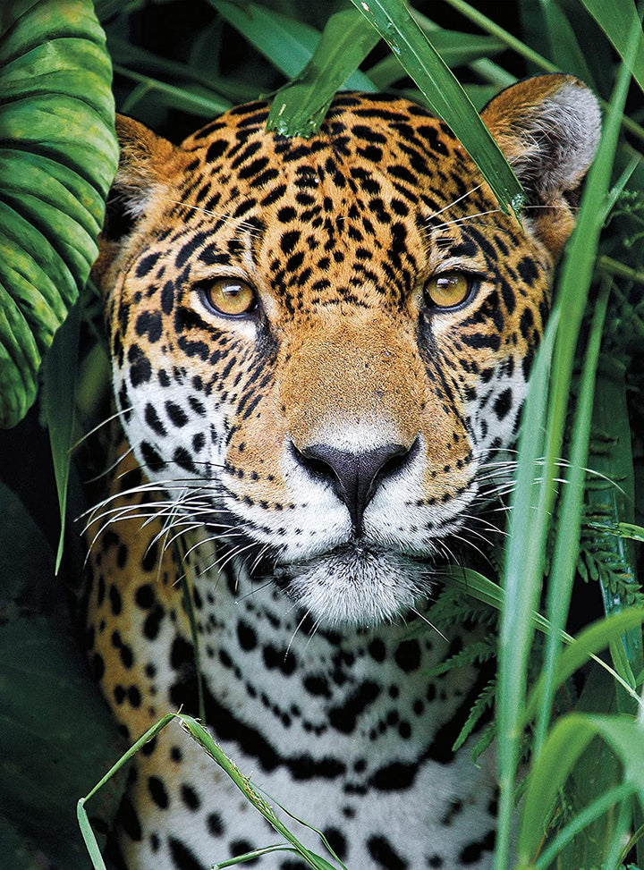 Rompecabezas 500 Piezas Jaguar En La Jungla