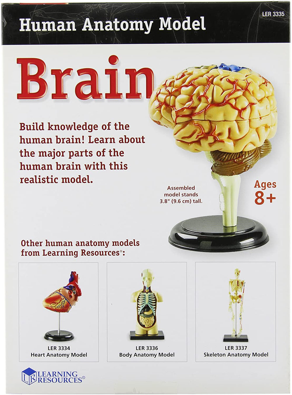 Juego Modelo Del Cerebro Humano STEM Para Niños
