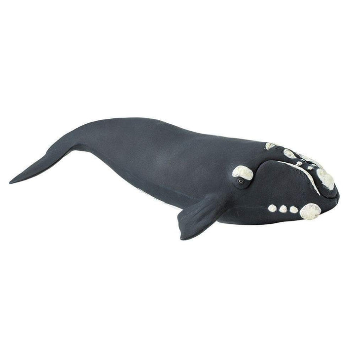 Figura Animales Ballena Franca Pintado a Mano