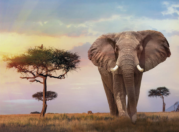 Rompecabezas 500 Piezas Atardecer Africa
