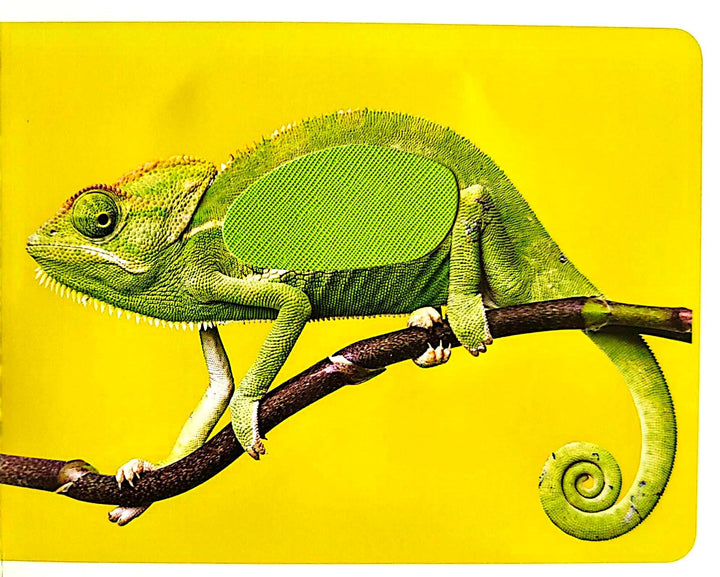 Libro Sensorial Animales Del Bosque