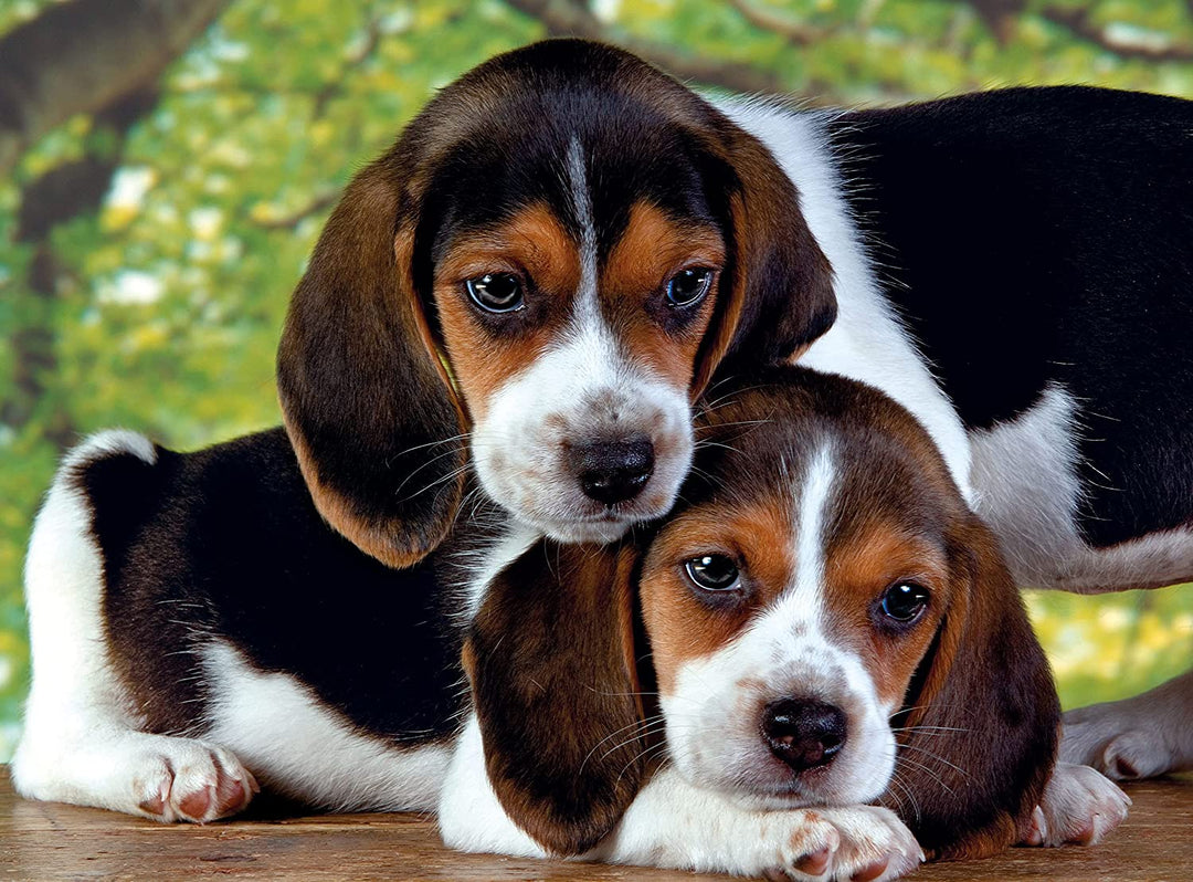 Rompecabezas 500 Piezas Perro Beagle