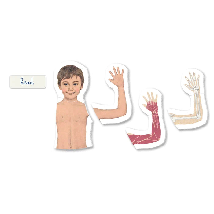 Juego Montessori El Cuerpo Humano Para Niños